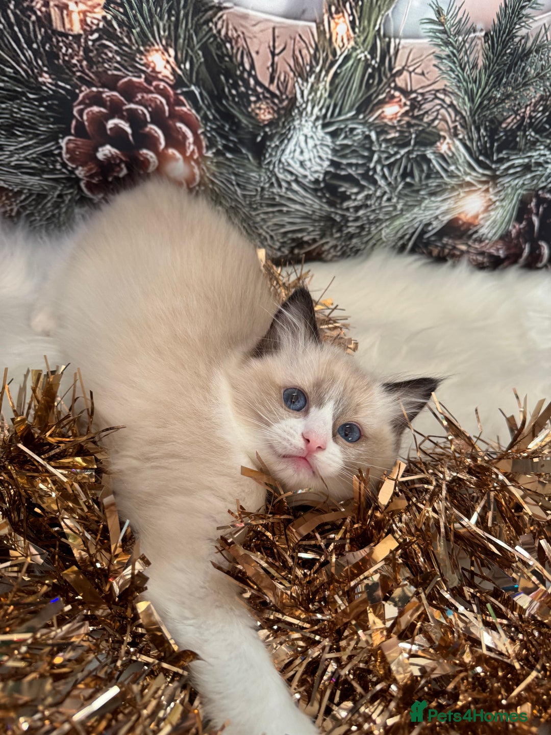 Ragdoll cats for sale: 🏆 gccf ragdoll grand champion kittens 🏆 - Advert 28