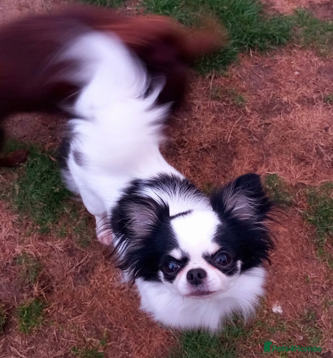 Chihuahua dogs for sale: ❤️‍🔥DNA tested parents❤️‍🔥LC 1Boys KC REG  - Advert 27