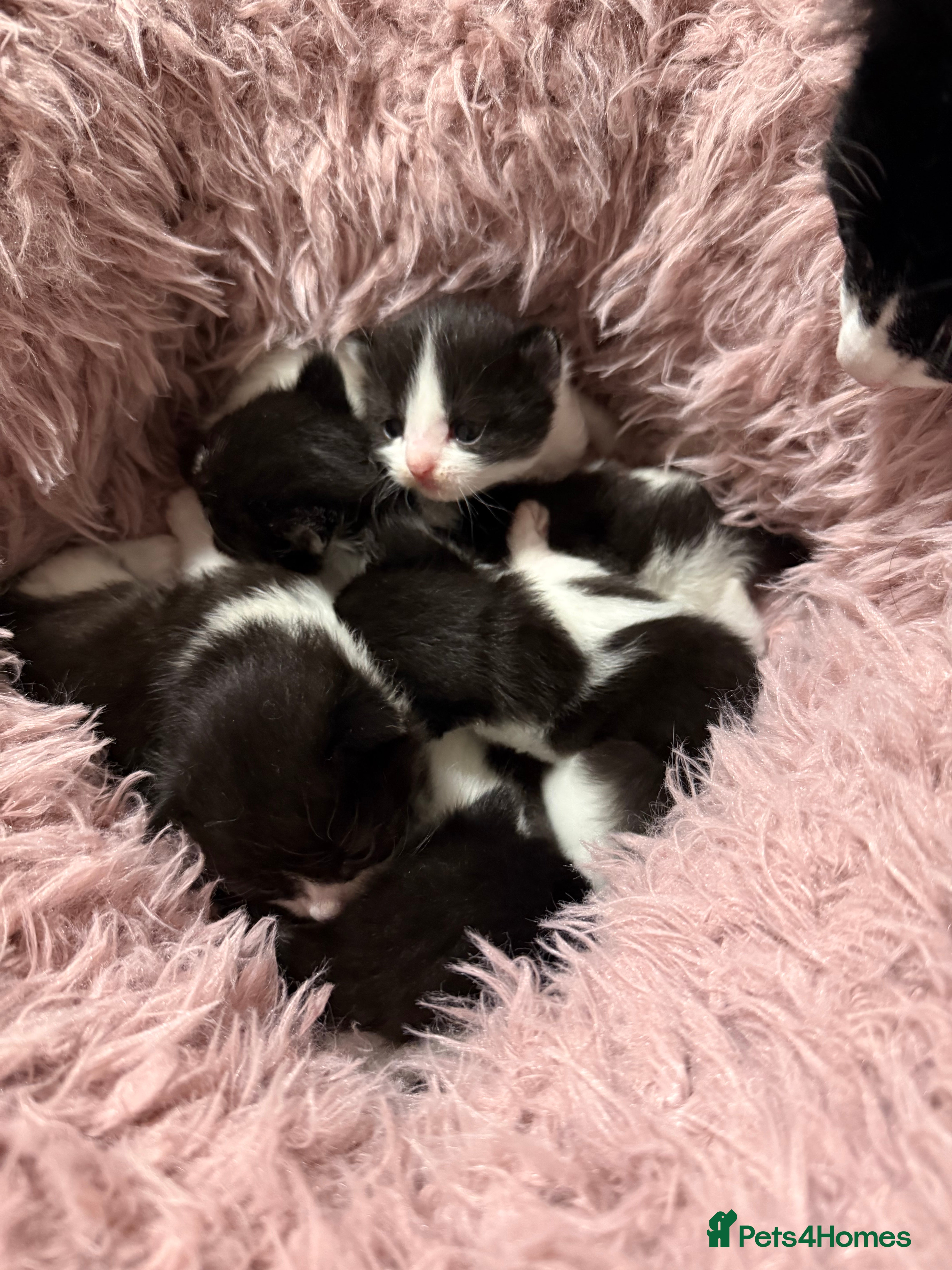 Mixed Breed cats New Born Kittens - Advert 1