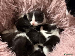 Mixed Breed cats New Born Kittens - Advert 1