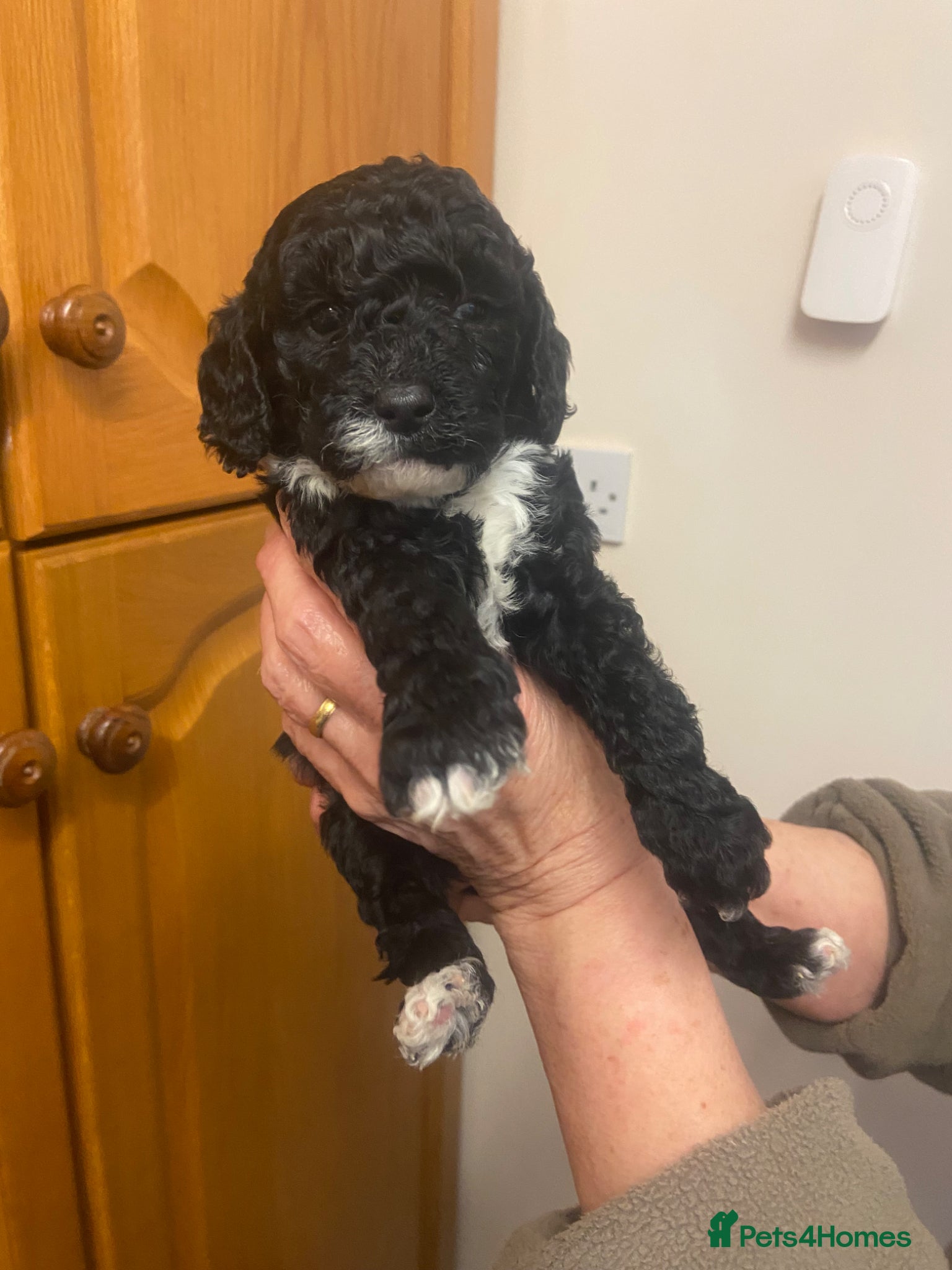 Cockapoo dogs READY-F1B TOY COCKAPOOS - Advert 2