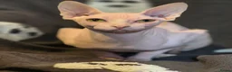 Sphynx cats for sale: Pick of litter left 1 stunning male sphynx kitten - Advert 1