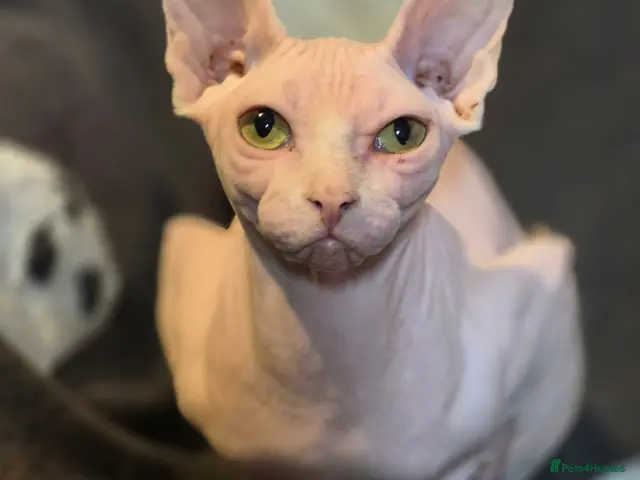 Sphynx cats for sale: Pick of litter left 1 stunning male sphynx kitten - Advert 2