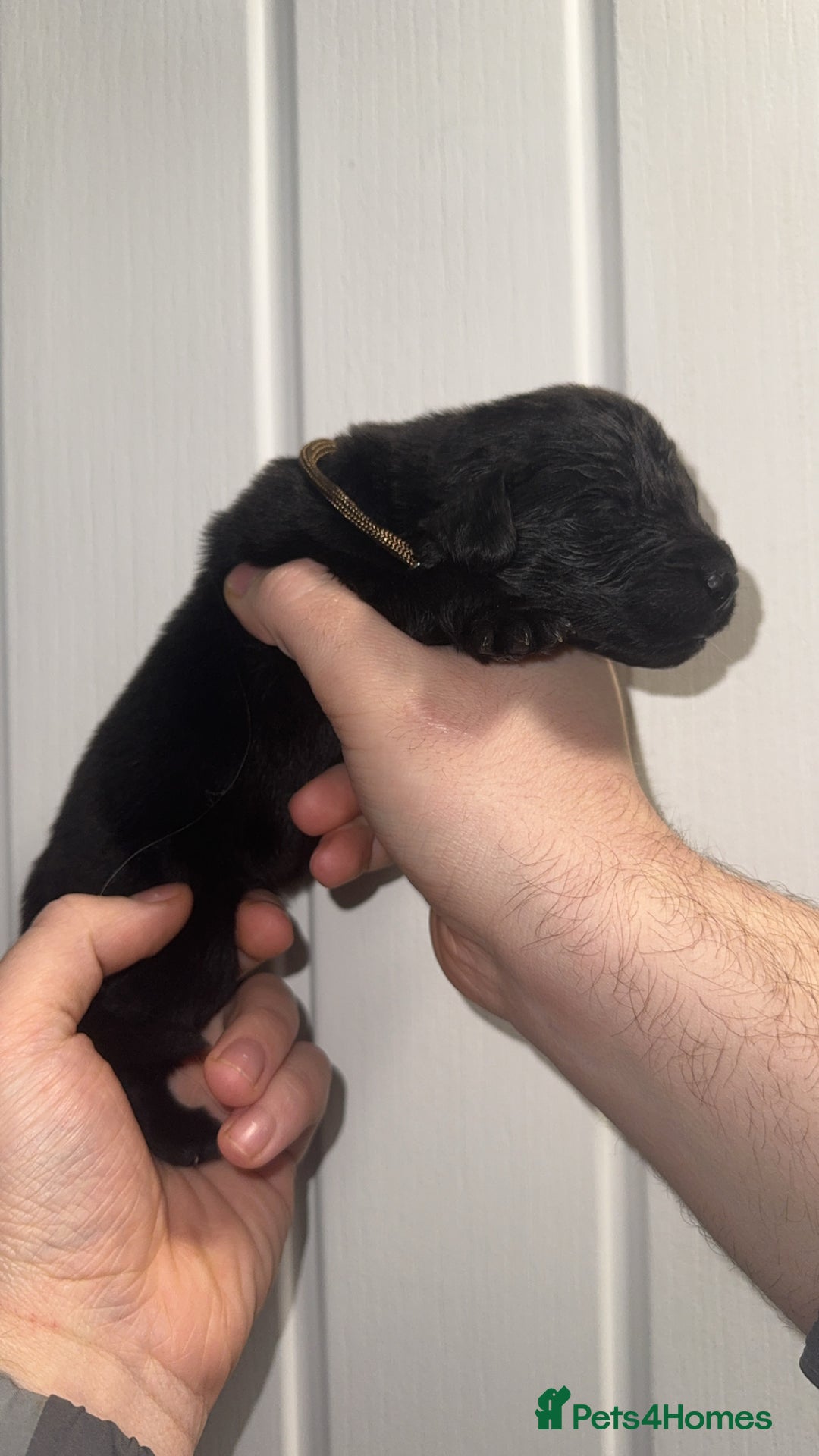 Newfoundland dogs for sale: Stunning Newfoundland Puppies Kc Reg 🐾  - Advert 19