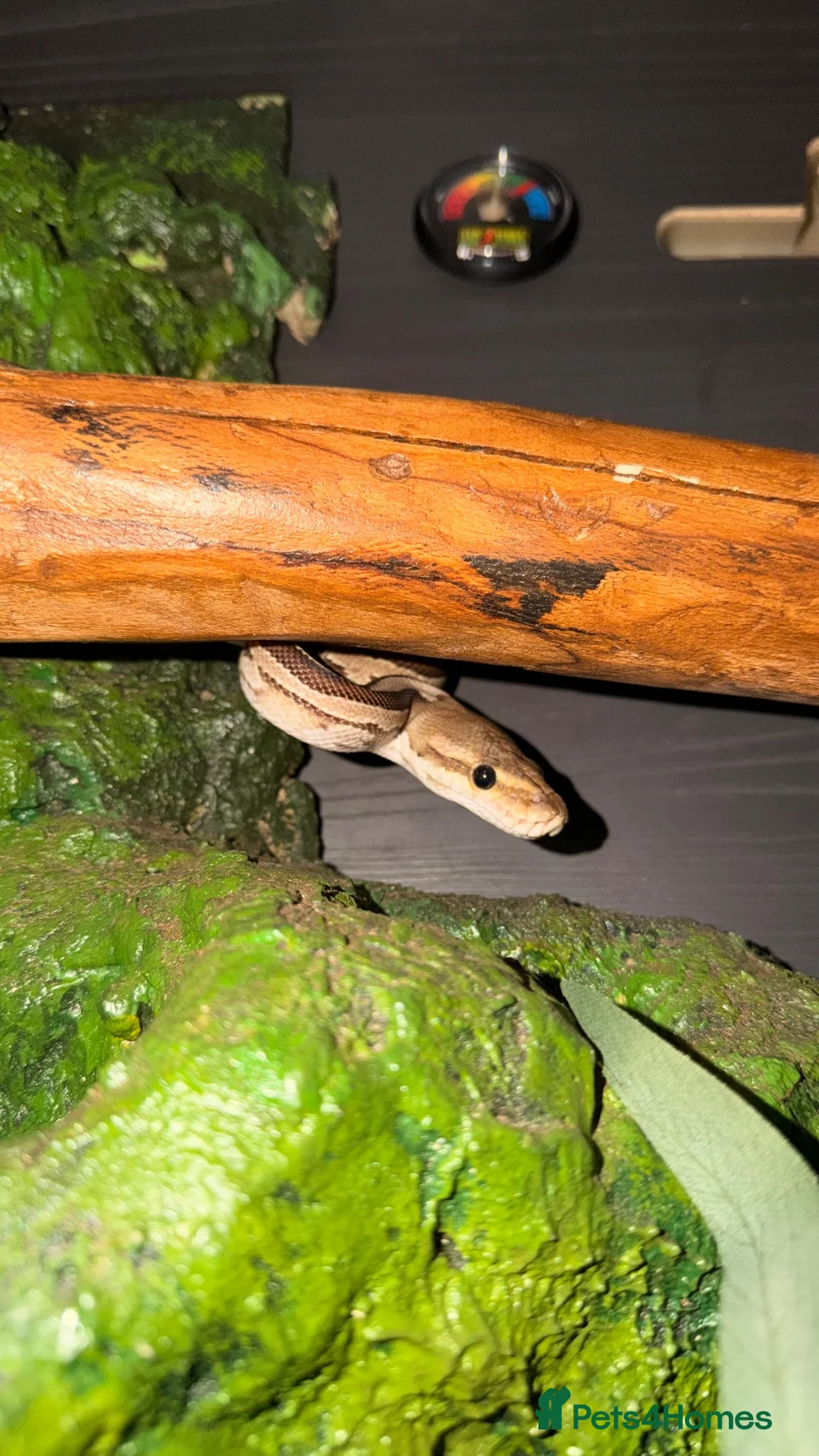Python Snake reptiles for sale: Ball Python in Wirral - Advert 2