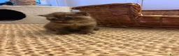 British Shorthair cats for sale: Beautiful British shorthair females  - Advert 11