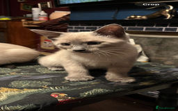 Oriental cats for sale: 5 STUNNING RAGAMESE KITTENS - Image 7
