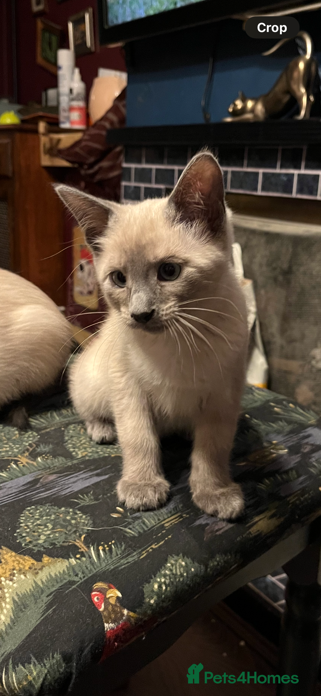 Oriental cats for sale: 5 STUNNING RAGAMESE KITTENS - Image 7