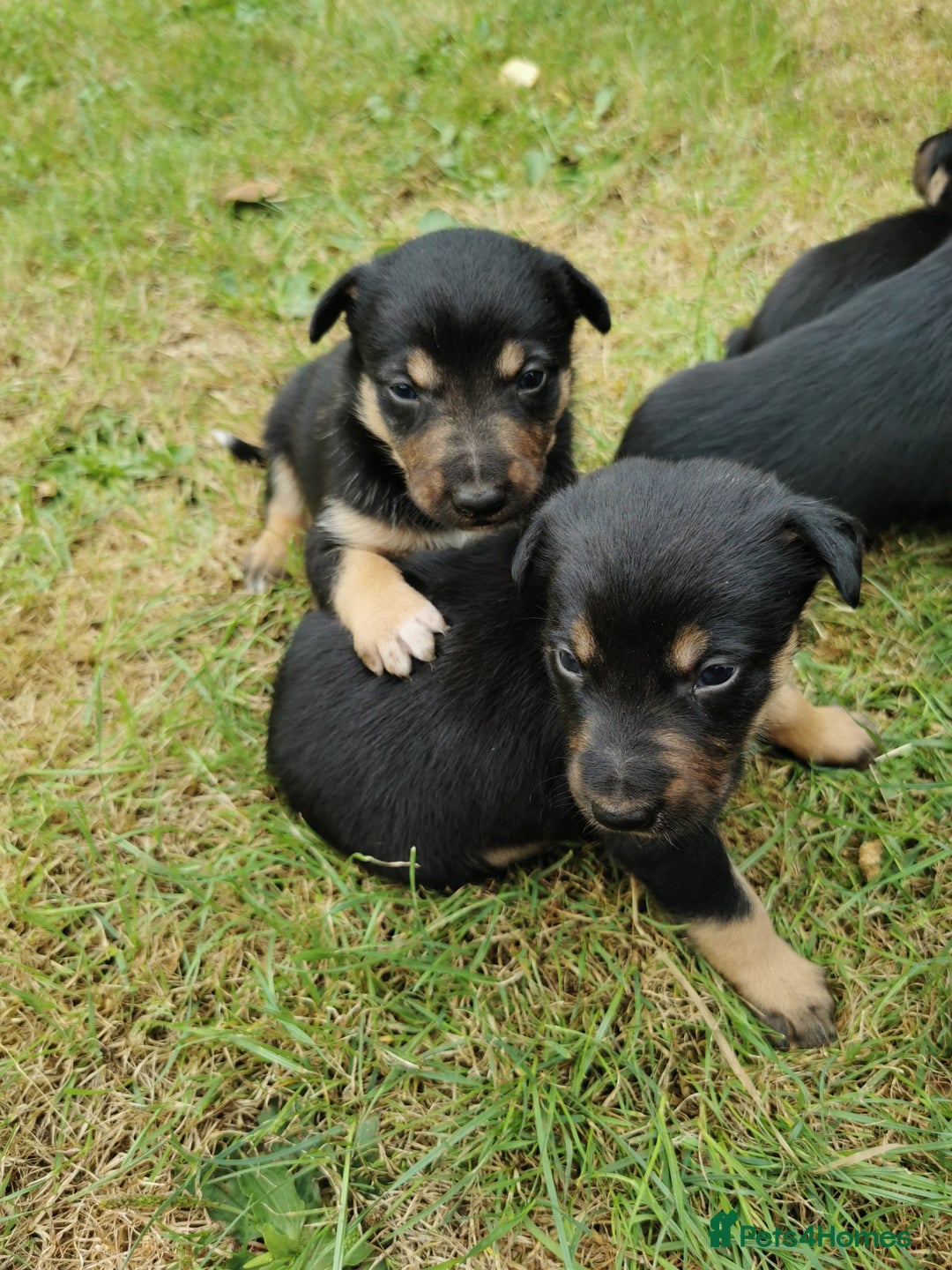 Mixed Breed dogs for sale: Kelpie x collie  - Image 2