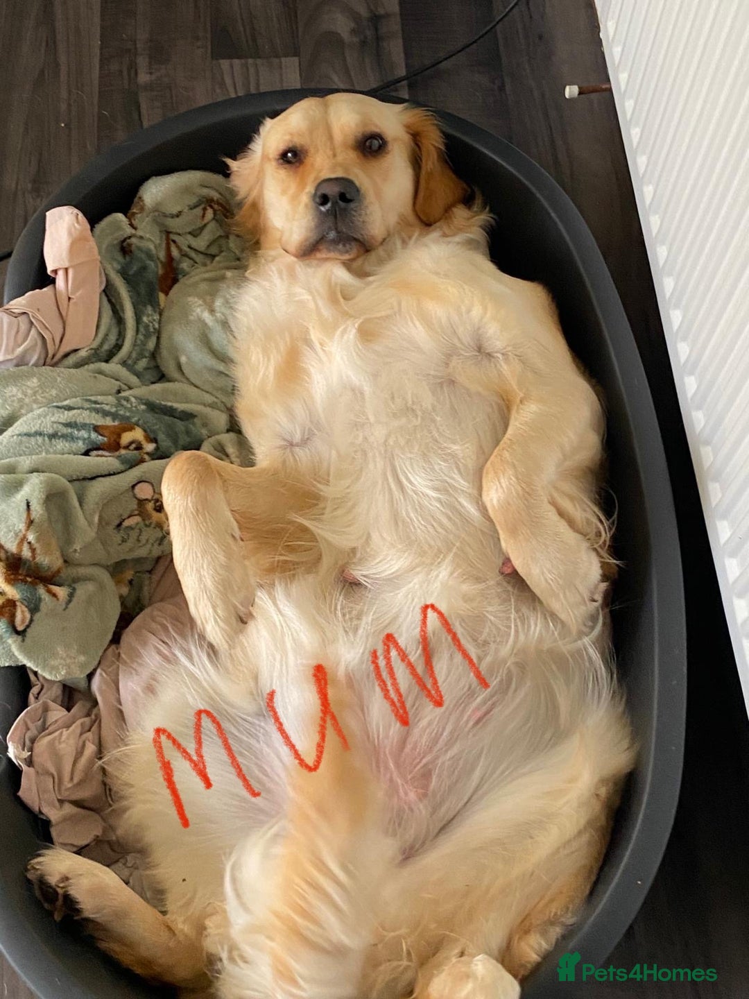 Golden Retriever dogs for sale: 6 beautiful golden retriever pups - Image 9