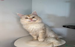 Maine Coon cats for stud: LARGE High Red Silver Stud - Advert 3