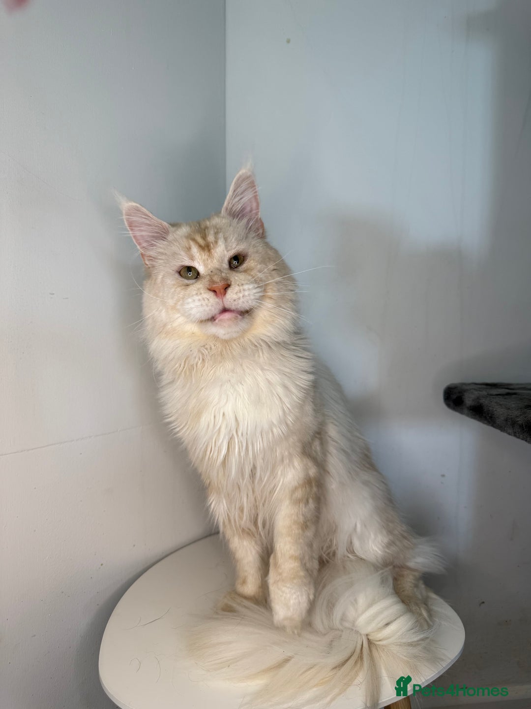 Maine Coon cats for stud: LARGE High Red Silver Stud - Advert 3