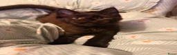 Maine Coon cats for sale: Tica registered ready to go  - Advert 16