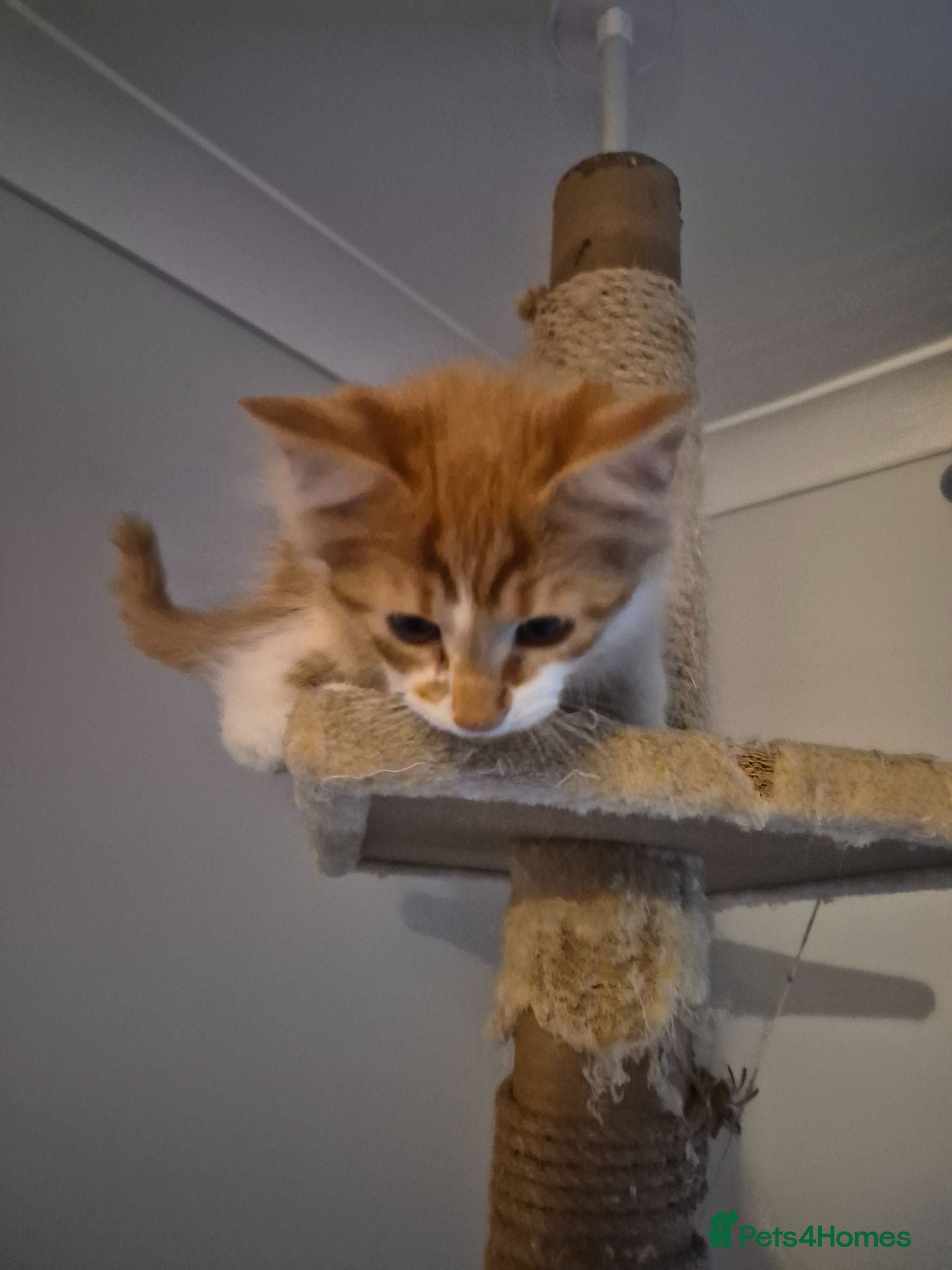Mixed Breed cats Mixed race kittens for sale.  - Advert 1