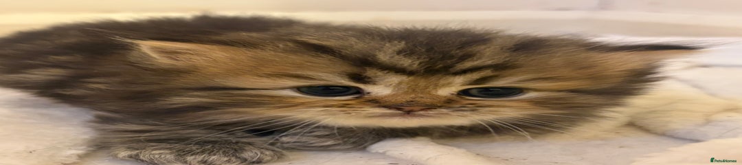 Persian Kitten 1