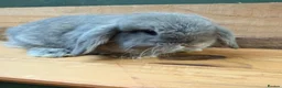 Mini Lop rabbits for sale: MINI LOP BUNNIES - PEDIGREE  - Advert 18
