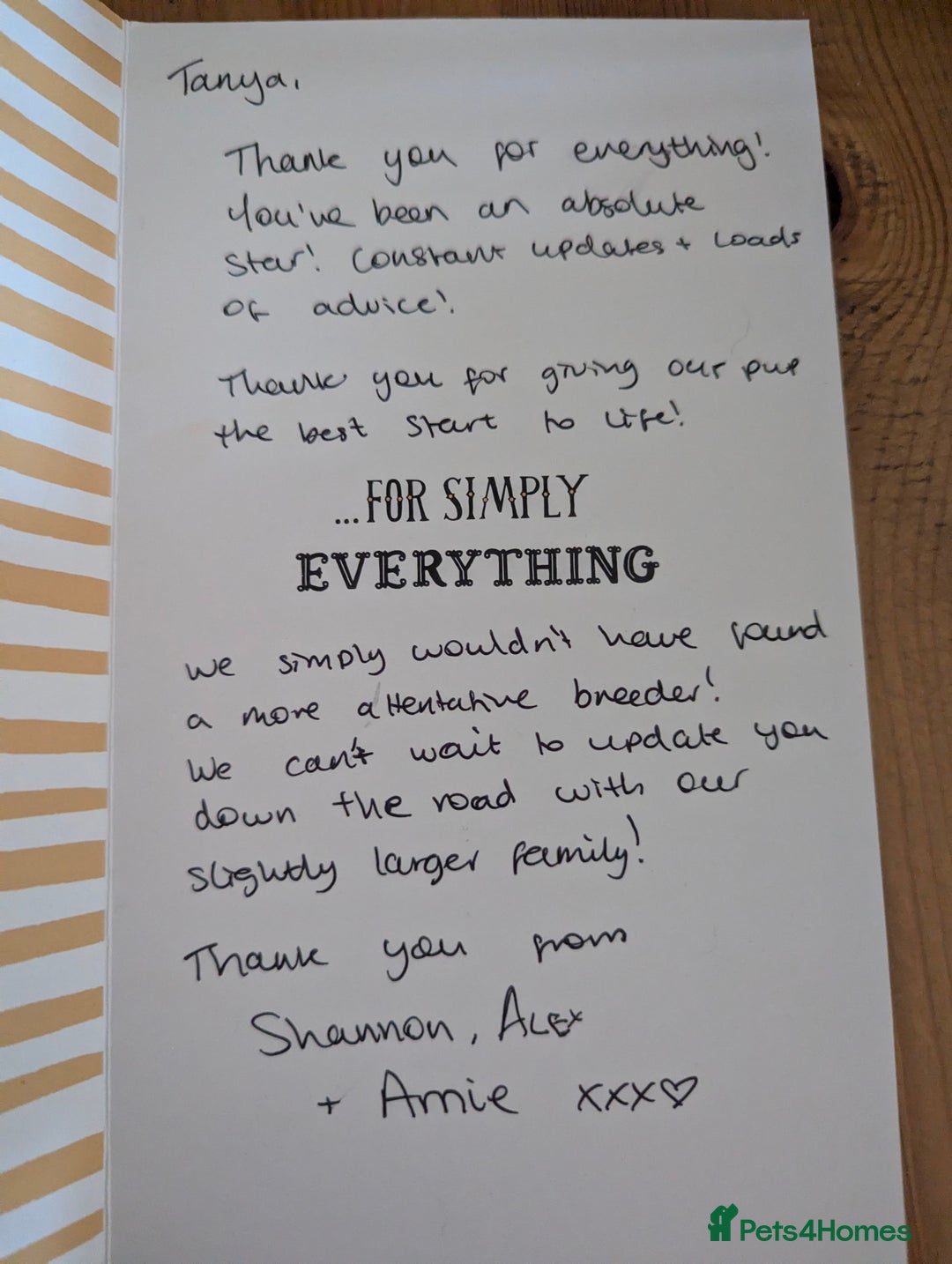 Cavapoo dogs for sale: Beautiful Cavapoo Puppies Available - Advert 10