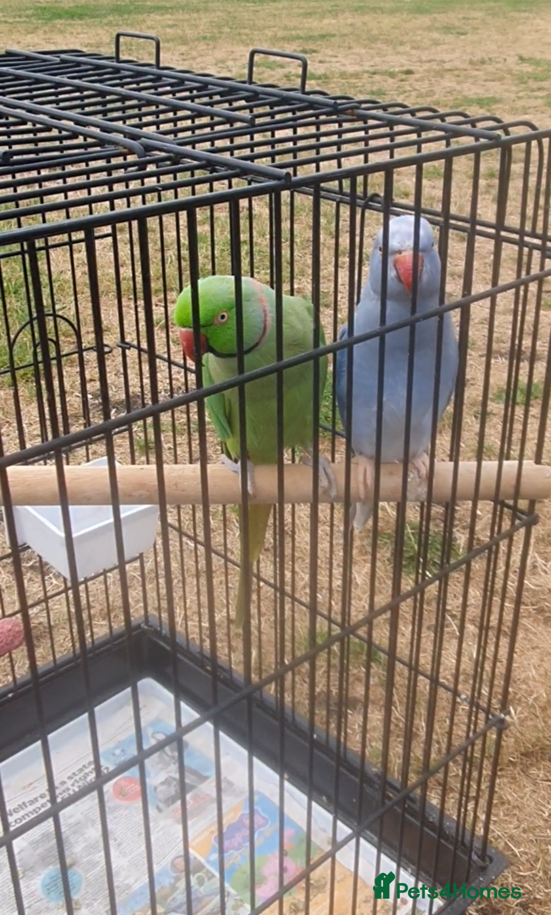 Ringnecks birds for sale: Fully tamed purple Female Ringneck  - Advert 2