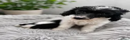 Toy Poodle dogs for sale: Two beautiful toy poodle girls  in Newtown - Advert 1