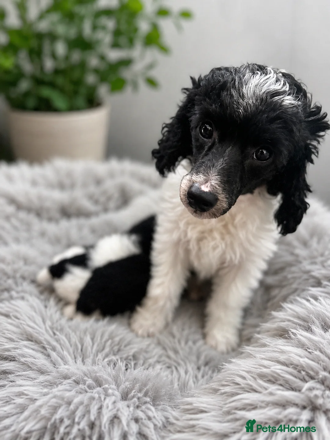 Toy Poodle dogs for sale: Two beautiful toy poodle girls  in Newtown - Advert 1