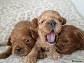 Cavapoo dogs Quality F1 Cavapoos - Advert 8