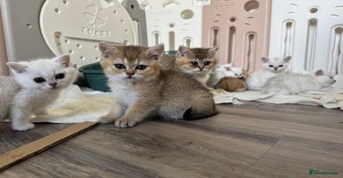 British Shorthair cats - Advert 2