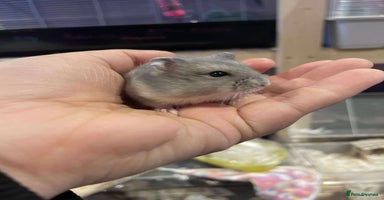 Hamster rodents - Advert 12