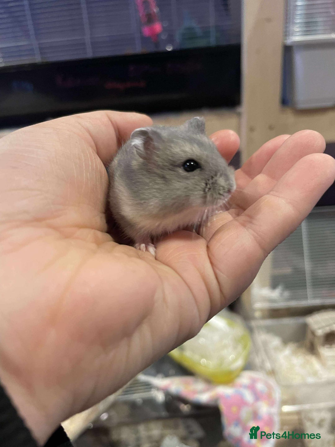 Hamster rodents for sale: Pedigree sapphire winter white hamsters  - Image 2