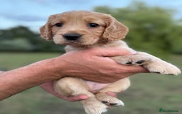 Cocker Spaniel dogs for sale: Working KC Registered Cocker Spaniel Puppies - Image 15