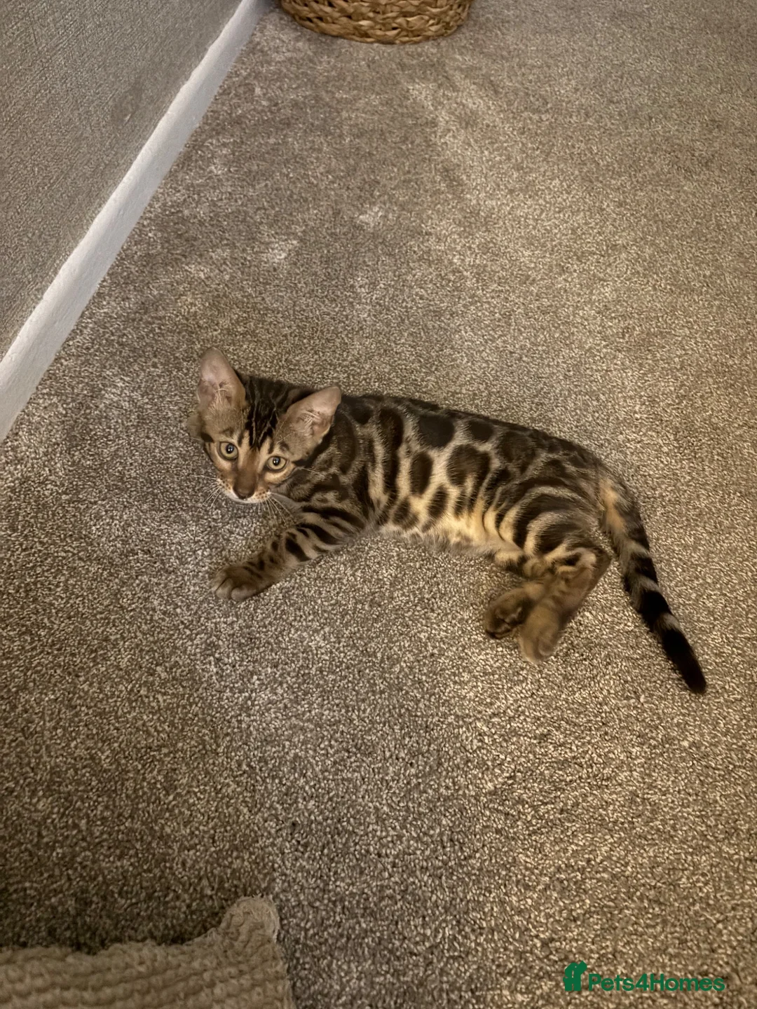 Bengal cats for sale: Bengal kitten for sale in Walsall - Advert 3