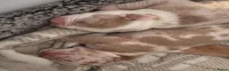 Olde English Bulldogge dogs for sale: Olde English bulldog puppies  - Advert 12