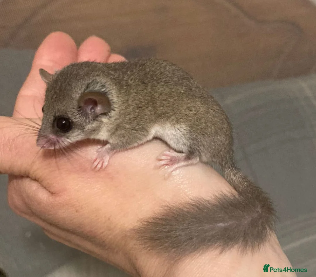 Mouse rodents for sale: Barbary striped grass mice and micro squirrel APD  - Advert 2