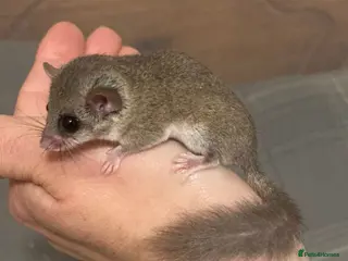 Mouse rodents Barbary striped grass mice; African Pygmy dormice - Advert 6