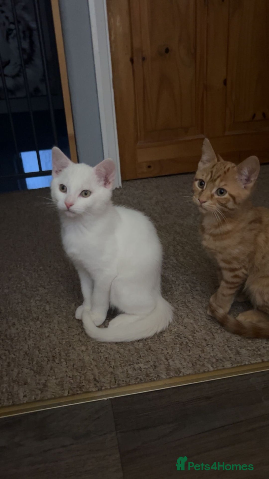 Domestic Shorthair cats for sale: Two male kittens  - Advert 4