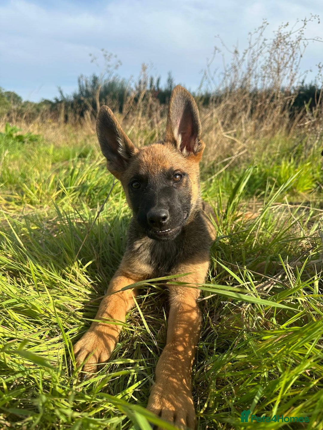 Mixed Breed dogs for sale: German shepherd x Belgian shepherd puppies - Image 26