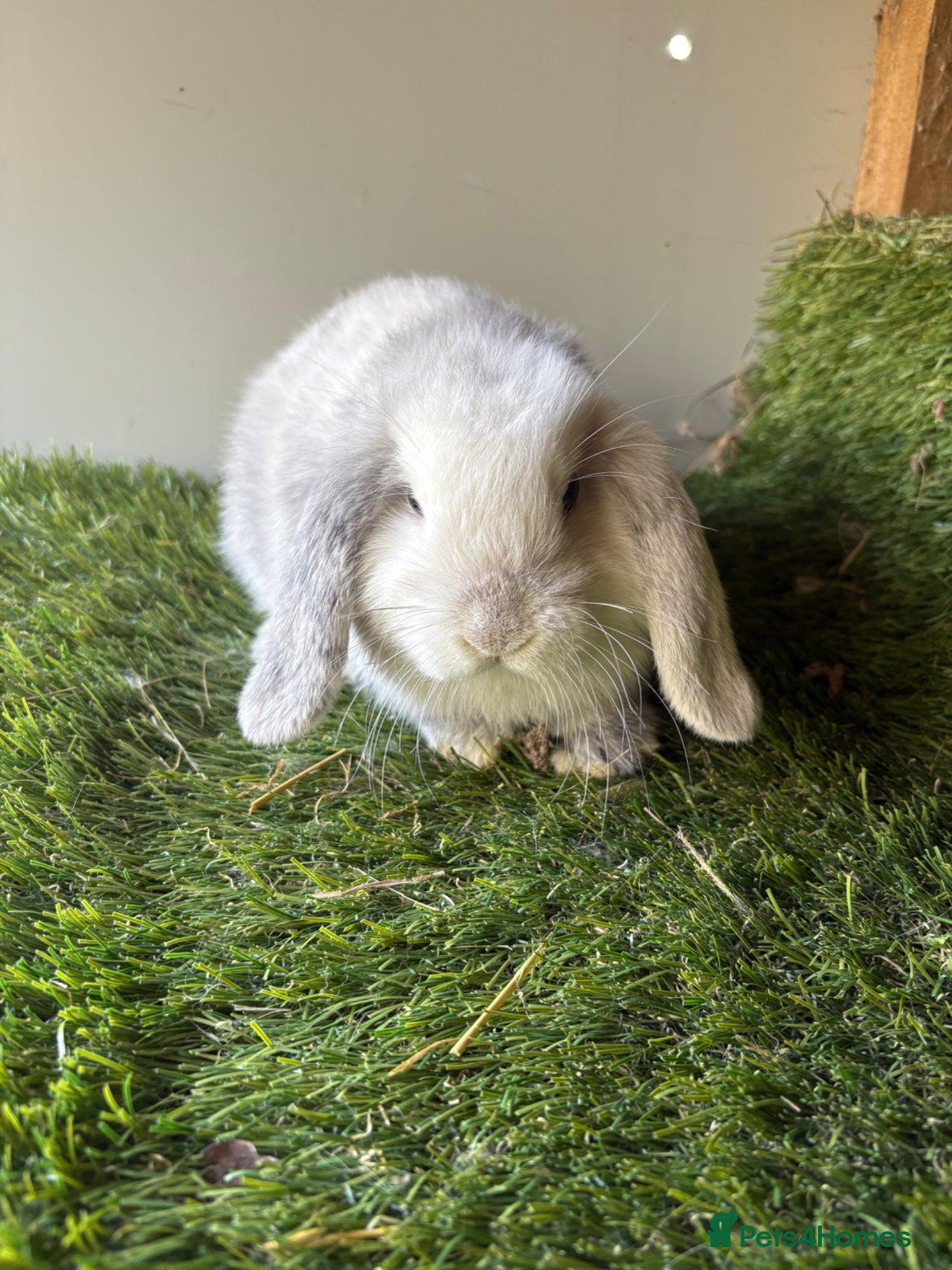 Mini Lop rabbits Stunning mini lop babies - Advert 1