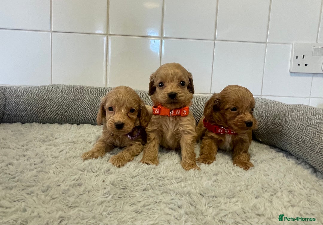 Cockapoo dogs for sale:  ❤️f1 cockapoos now having viewing 5 wks old  - Image 8