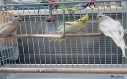 Cockatiels birds for sale: Cockatiel birds - Image 5