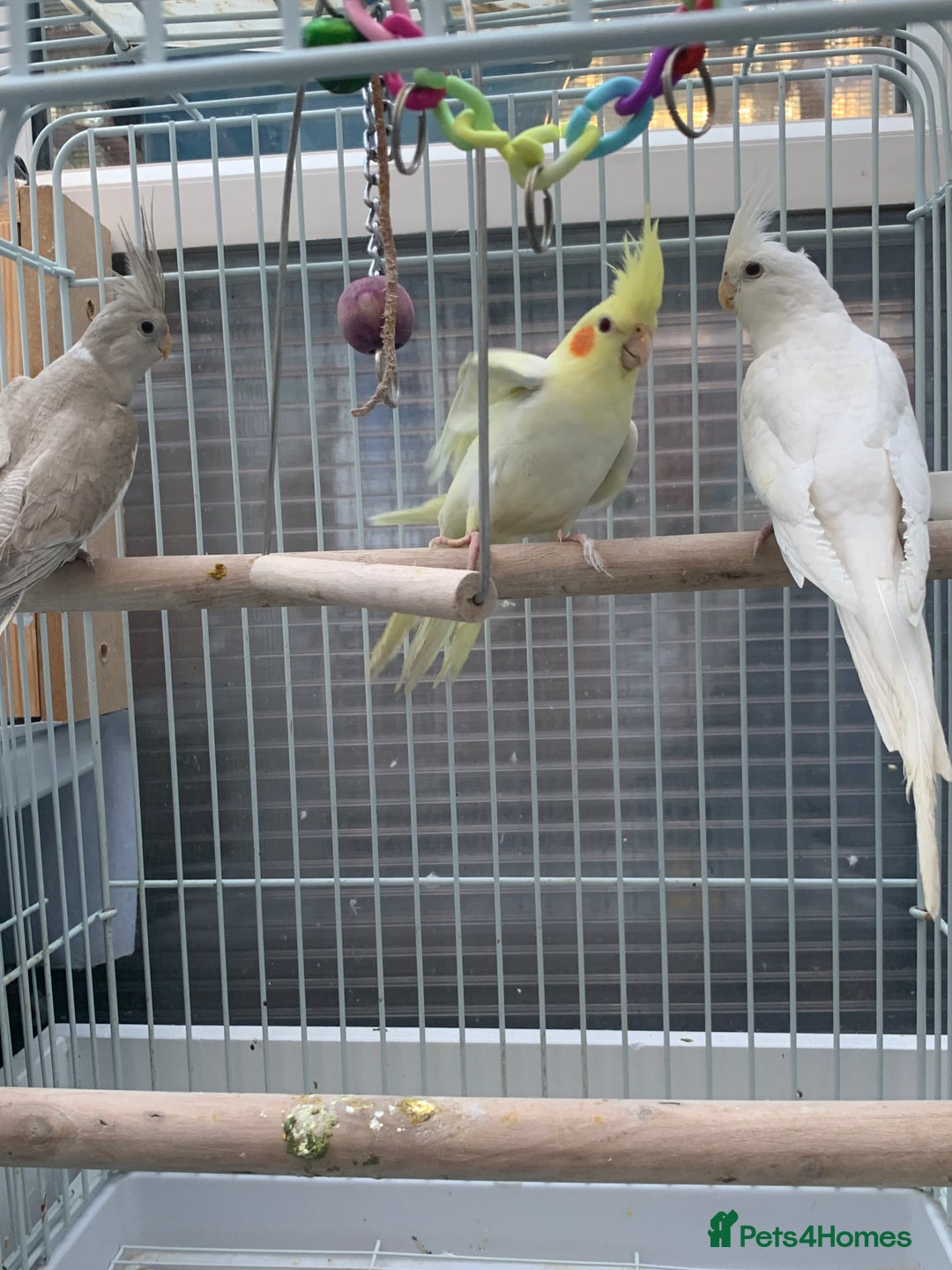 Cockatiels birds for sale: Cockatiel birds - Image 5