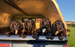 Cocker Spaniel dogs for sale: 3 Lovely female Working Cocker Spaniels for sale  - Image 1