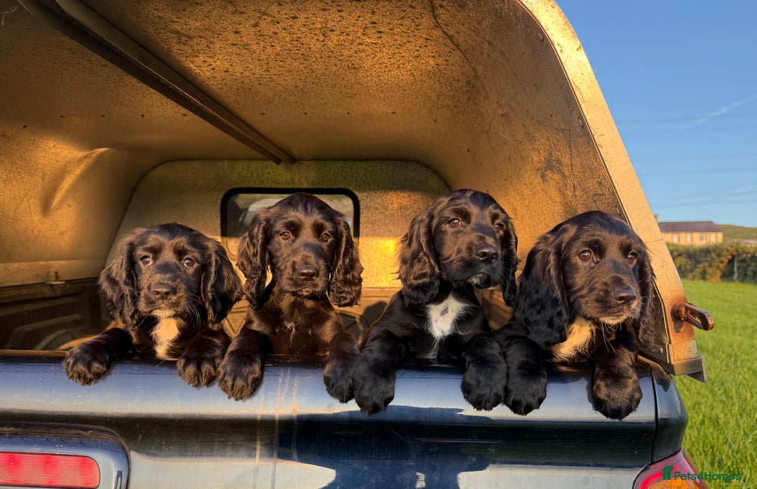 Cocker Spaniel dogs for sale: 3 Lovely female Working Cocker Spaniels for sale  - Image 1
