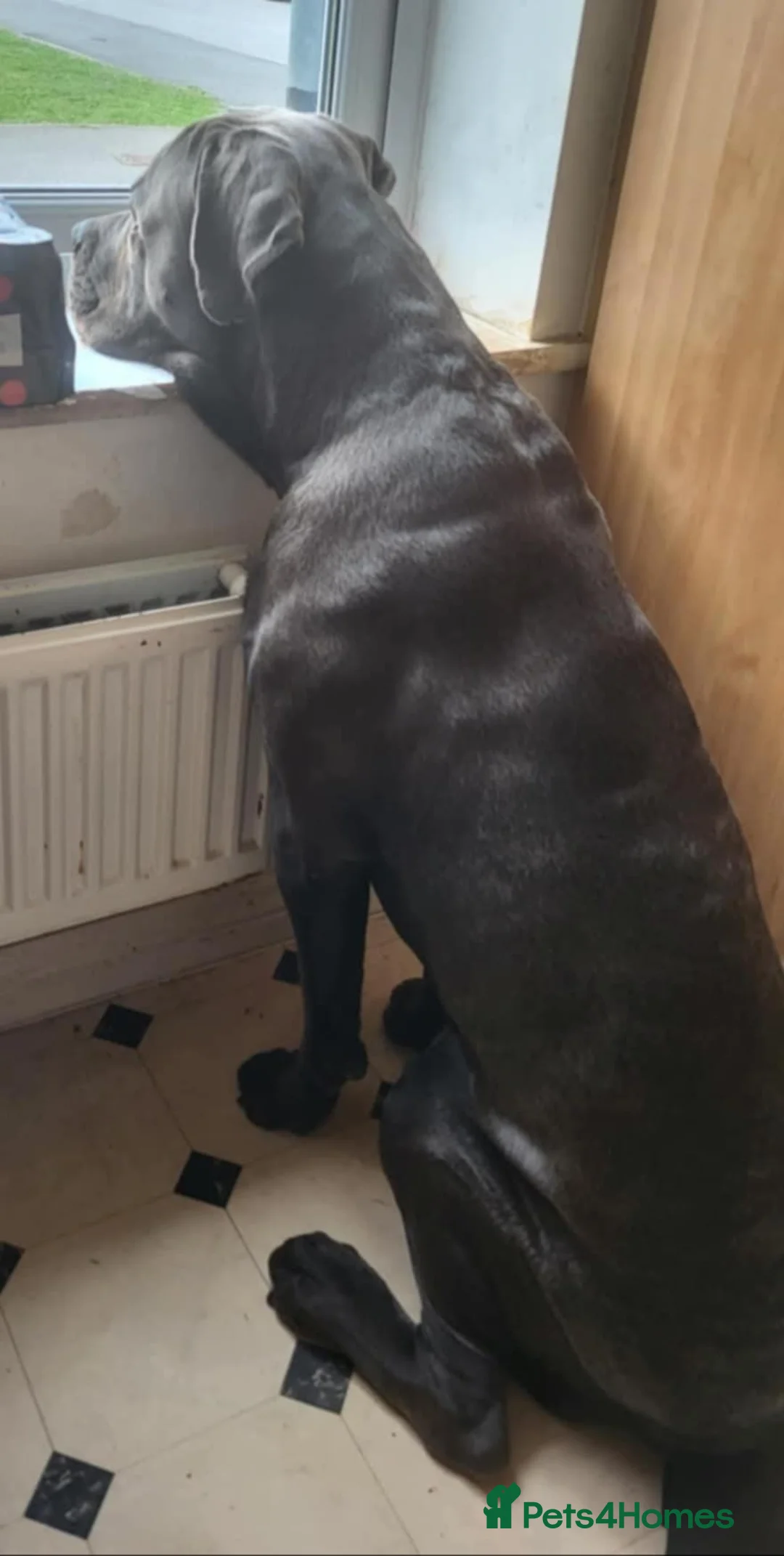 Cane Corso dogs for sale: URGENT REHOMING NEEDED - Advert 2