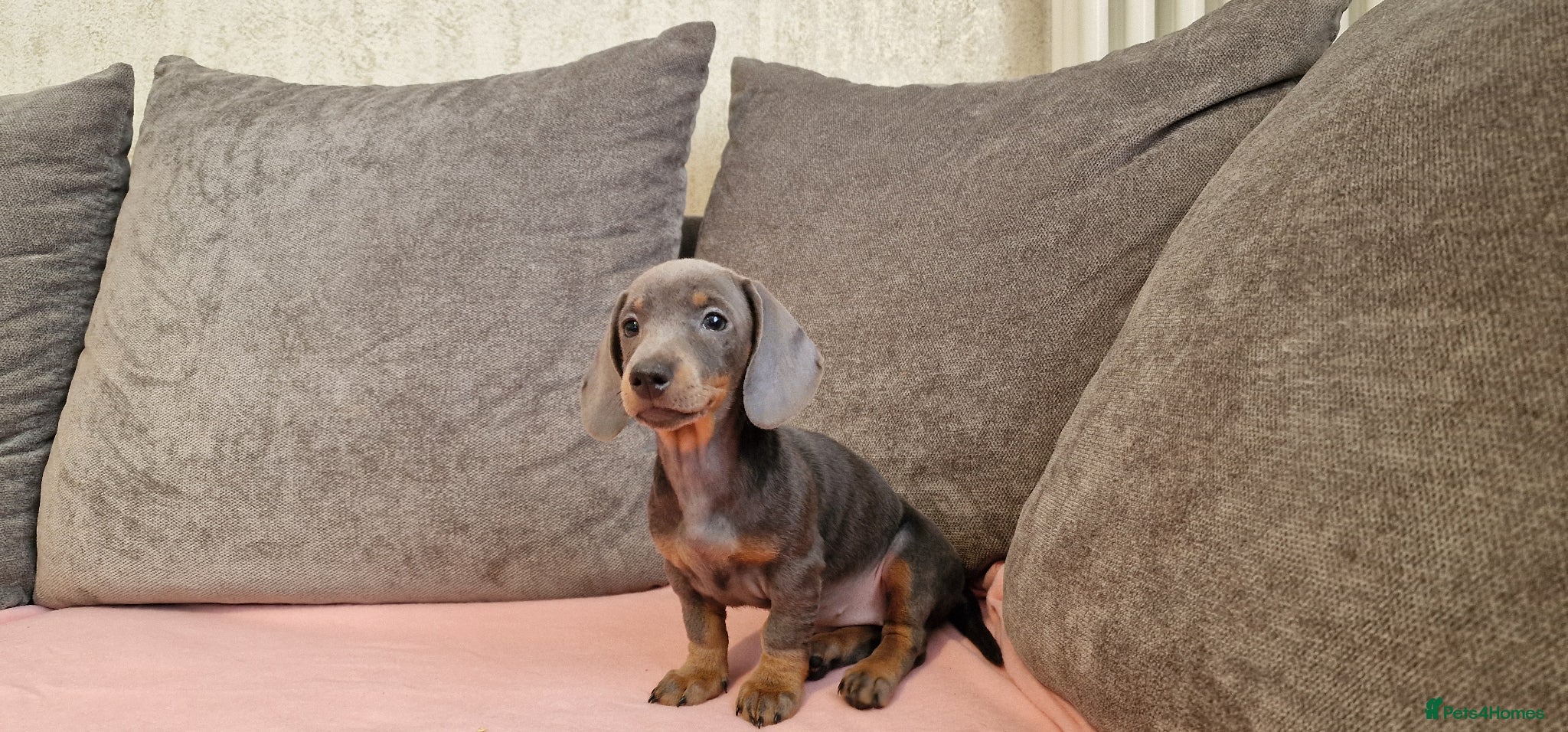 Miniature Dachshund dogs Ready to Leave  1 male 1 female - Advert 11