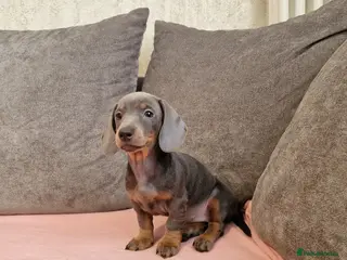 Miniature Dachshund dogs Ready to Leave 1 male 1 female - Advert 11