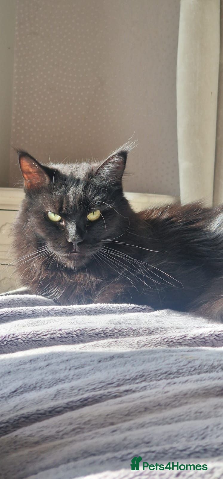 Maine Coon cats Maine coon kittens registed. Black smoke, grey, - Advert 1