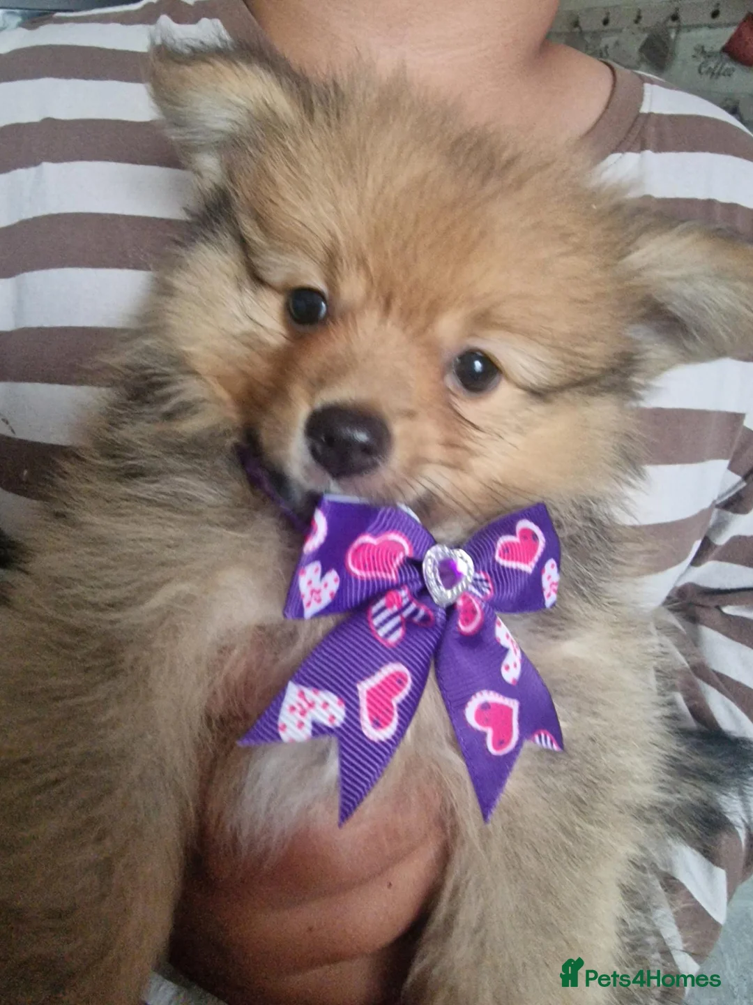 Pomeranian dogs for sale: Pomeranian Purebred(small breed) - Advert 1
