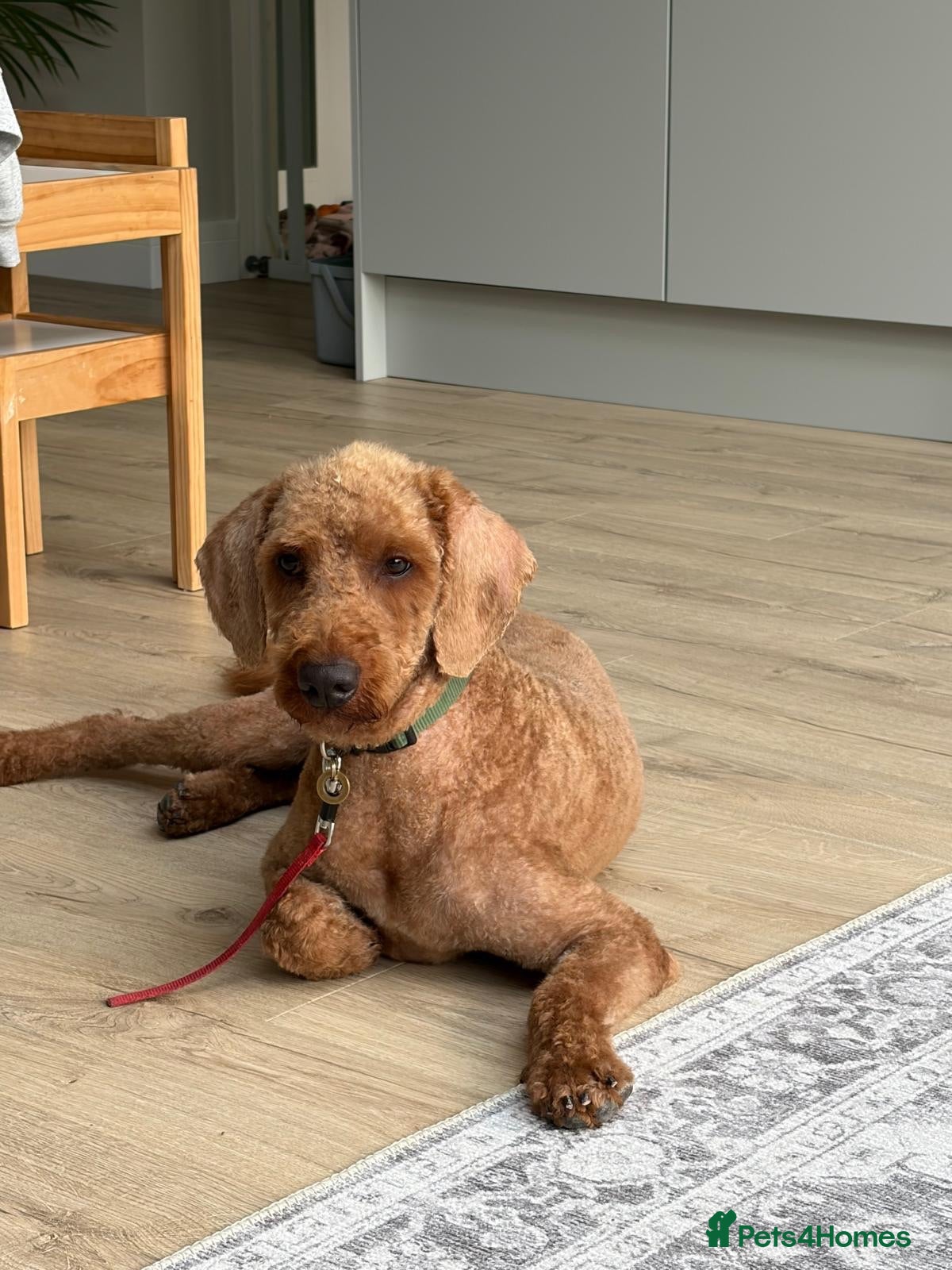 Goldendoodle dogs 10 month Double Goldendoodle Needs New Home - Advert 17