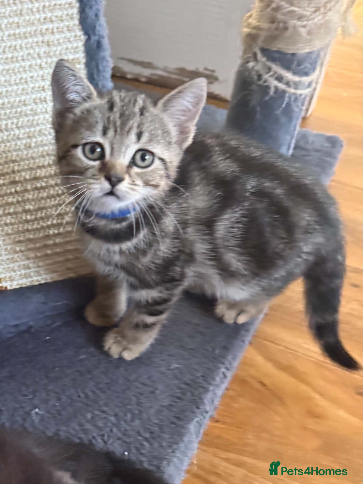 Scottish Fold cats Scottish fold kittens  - Advert 2