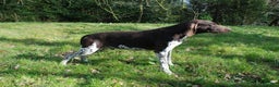 German Shorthaired Pointer dogs for stud: KC Reg GSP For Stud Health Tested IMPORT in Swansea - Advert 2