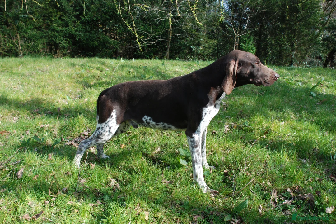 German Shorthaired Pointer dogs for stud: KC Reg GSP For Stud Health Tested IMPORT in Swansea - Advert 2